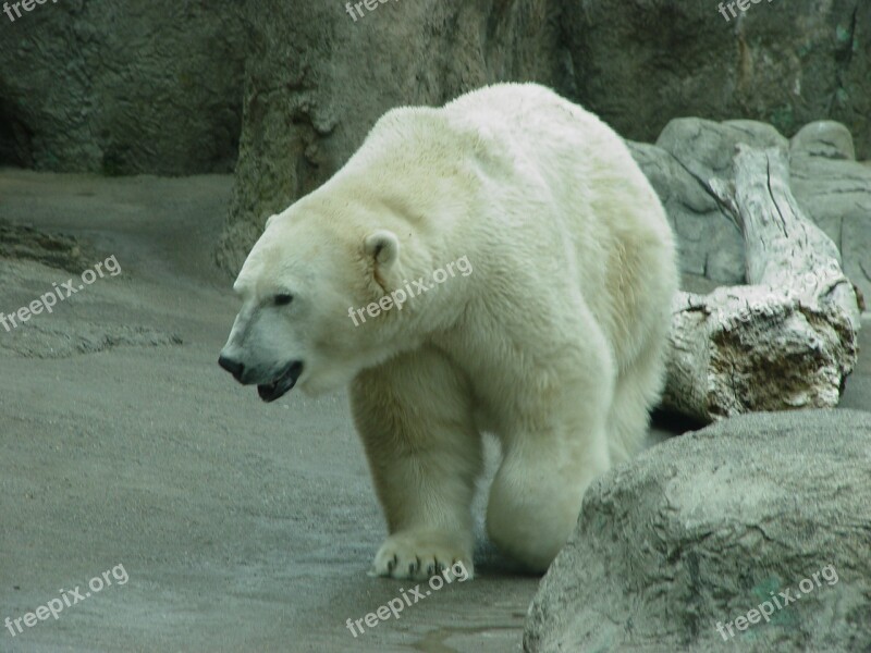 Polar Bear Zoo Polar Bear Animal