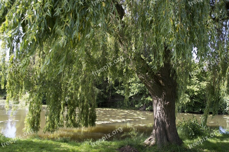 Tree Water River Lake Landscape