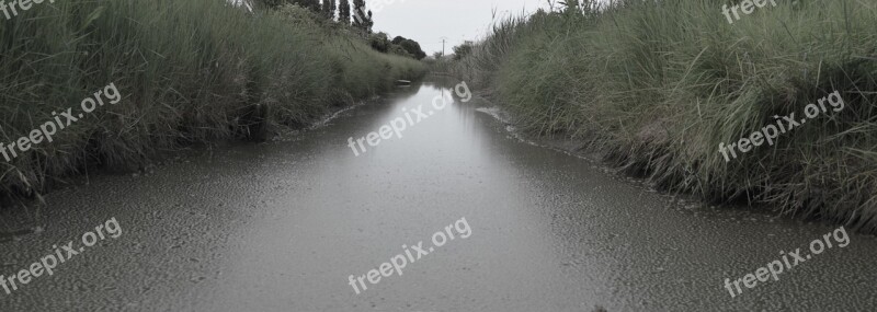 River Reeds Mud Sad Rain