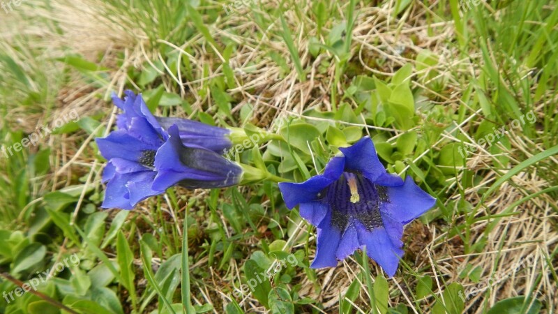 Gentian Flowers Nature Blue Grass