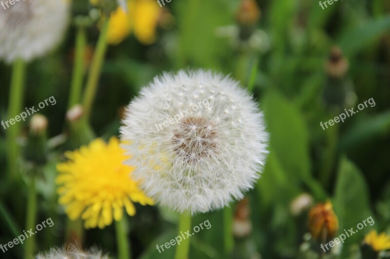 Dandelion Flower Faded Dandelion Fluff Free Photos