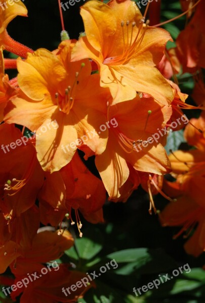 Azalea Orange Flower Floral Rhododendron