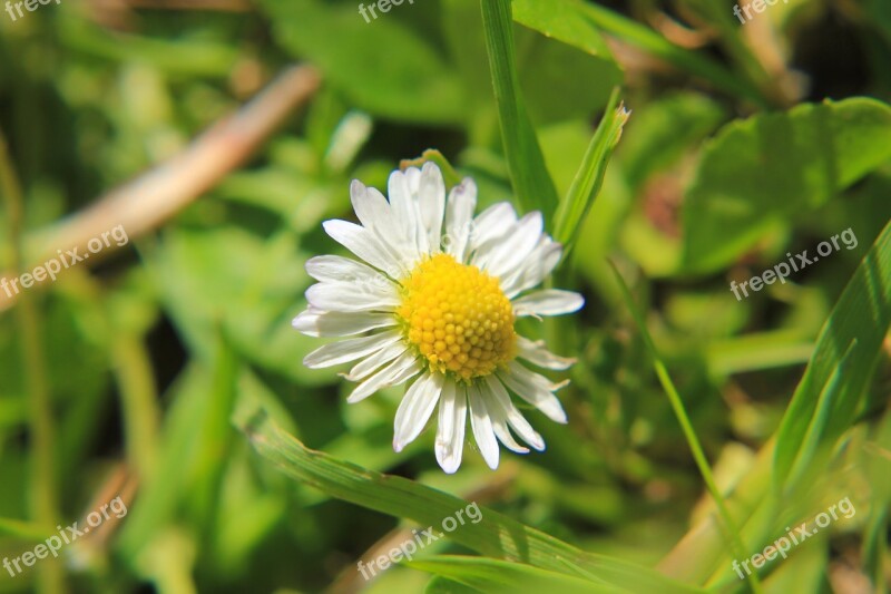 Daisy Meadow Flower Nature Summer