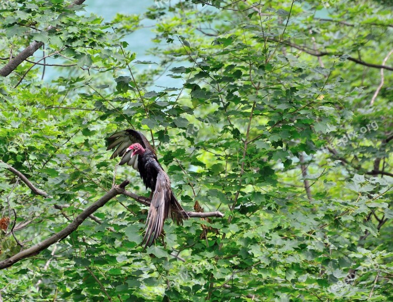 Turkey Vulture Vulture Bird Wildlife Tree