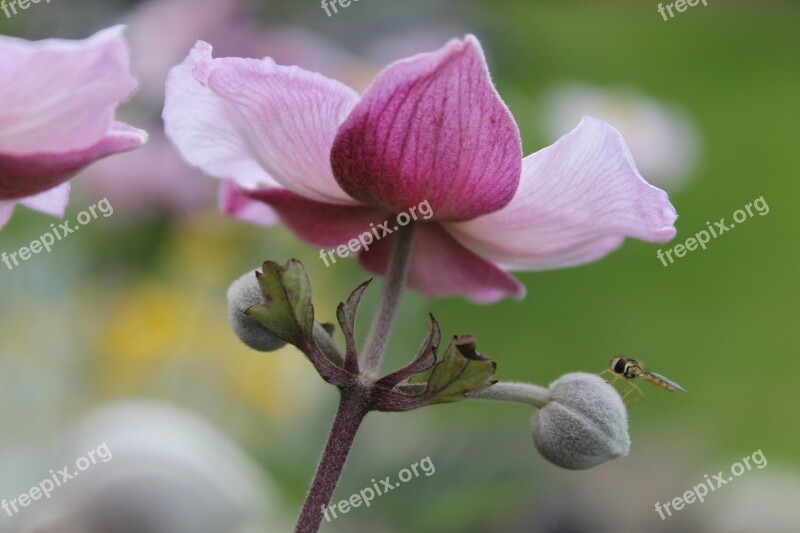 Insect Fly Flower Nature Insect Macro