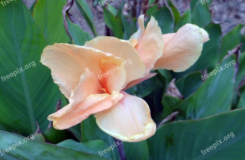 Canna Canna Lily Cannaceae Flower Peach