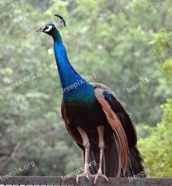 Peacock National Bird Plumage Ghaziabad Bird