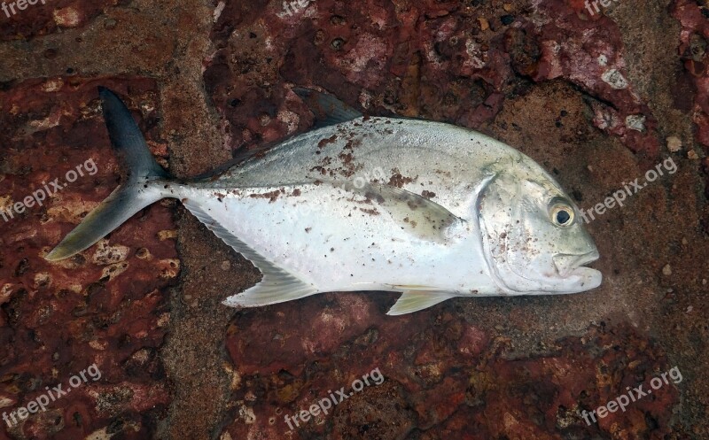 Butterfish Freshly Caught Hooked Goa India