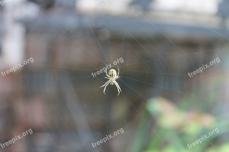 Spider Web Spider Web Garden Nature