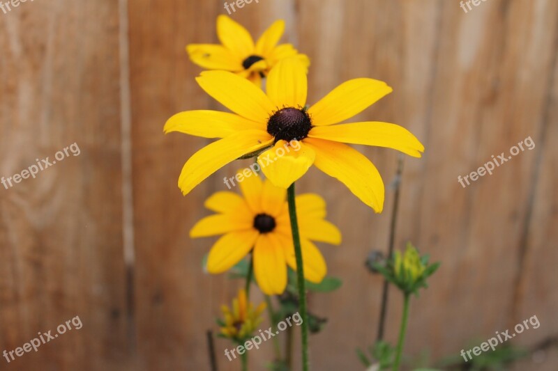 Coneflower Sunflower Flower Yellow Beautiful