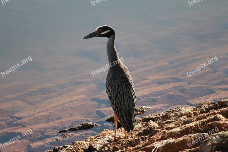 Crane Bird Nature Animal Isolated