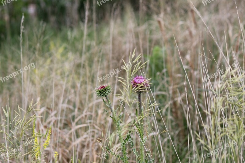 Thistle Wildflowers Nature Plant Flora