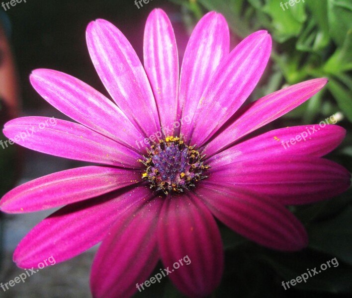 Marguerite Blossom Bloom Violet Close Up