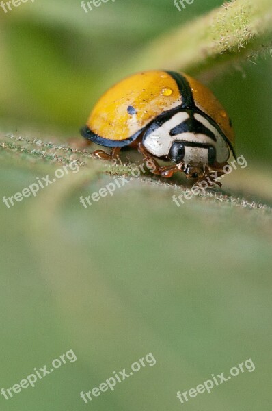 Ladybug Insect Macro Garden Bug