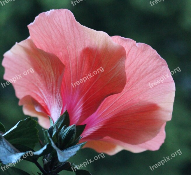 Blossom Bloom Hibiscus Detail Pink