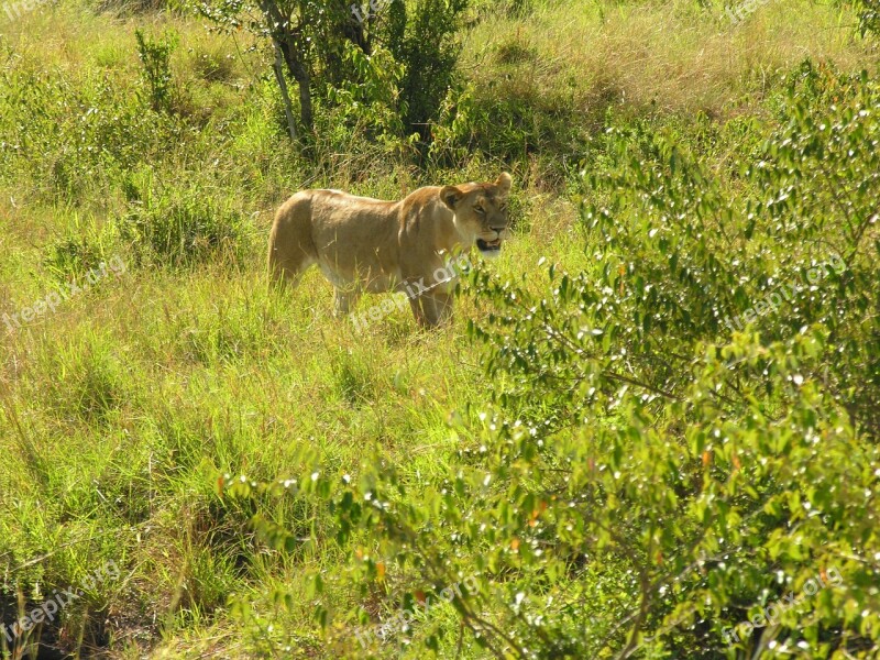 Lion Nature Wildlife Africa Safari