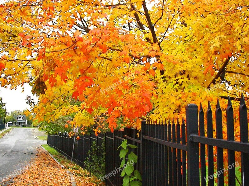 Fall Trees Autumn Nature Season