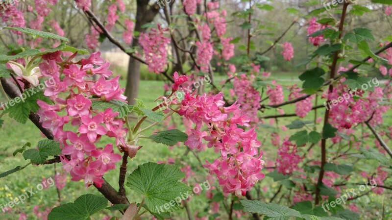 Blood Currant Blossom Bloom Red Ribes Sanguineum