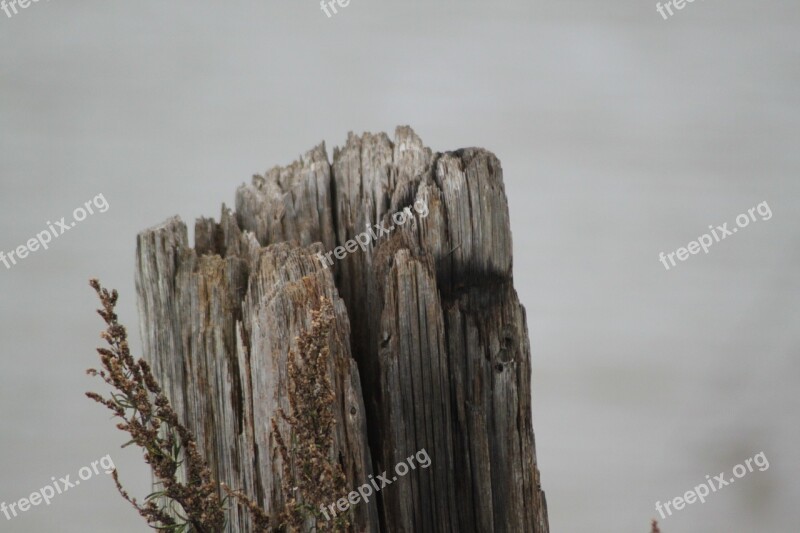 Log Tree Bark Nature Weathered Bark