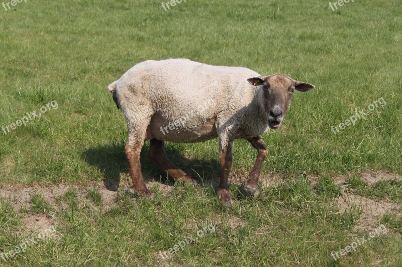 Sheep Pasture Agriculture Dike North Sea