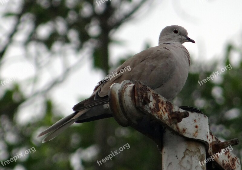 Eurasian Collared Dove Streptopelia Decaocto Collared Dove Ring Dove Dove