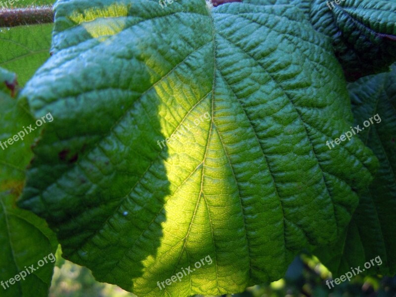 Walnut Leaf Sunny Free Photos