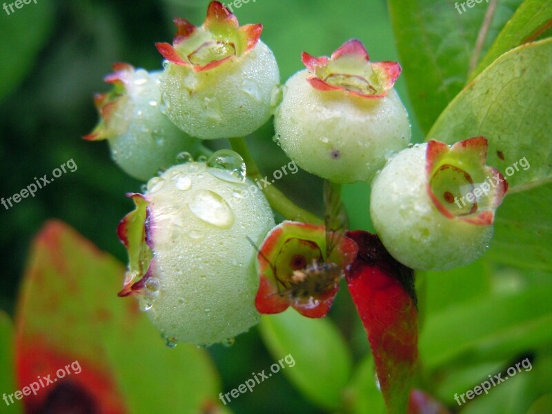 Blueberries Fruit Set Immature Free Photos