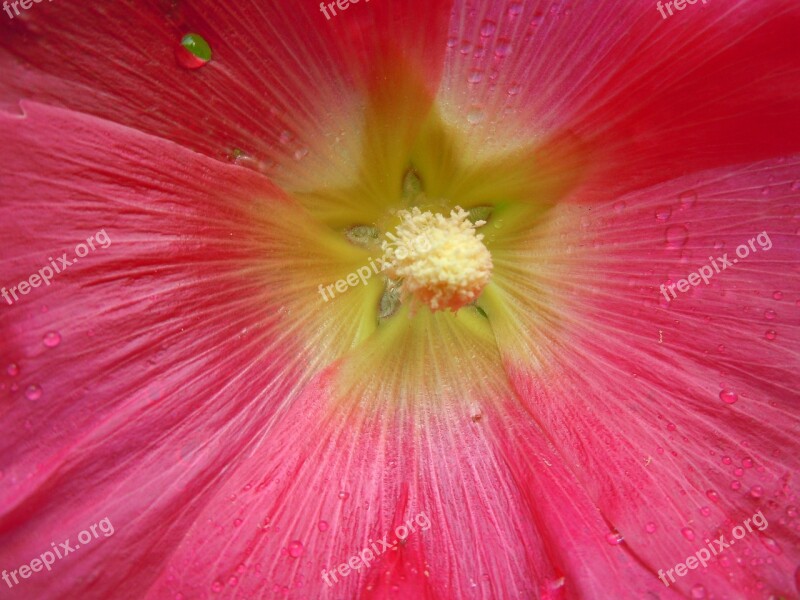 Stock Rose Blossom Bloom Pink Close Up