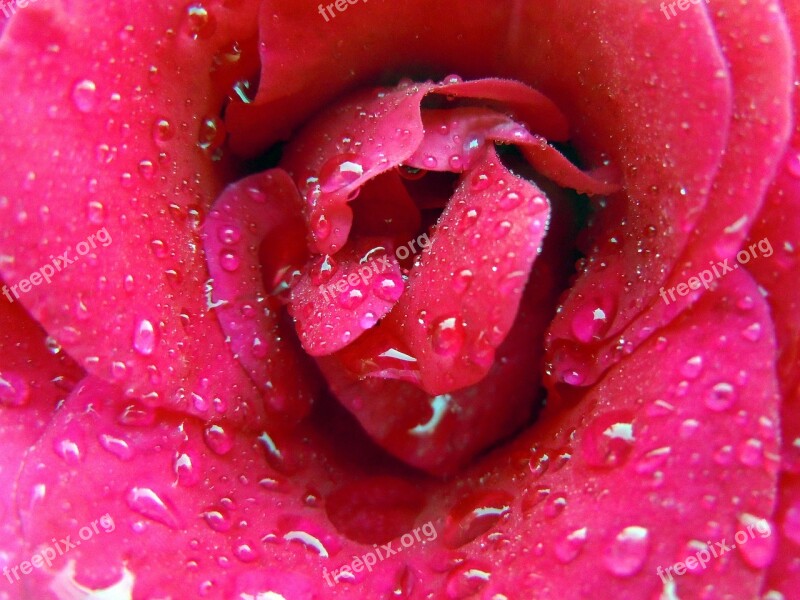 Rose Bloom Rose Pink Red Close Up