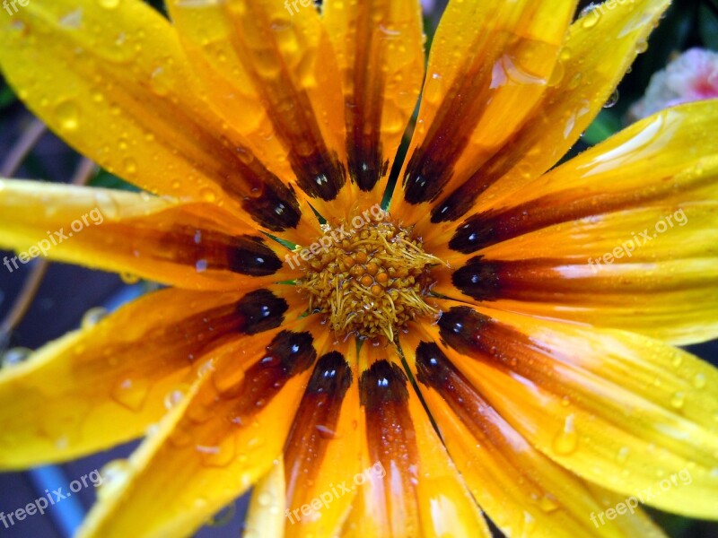 Ice Plant Blossom Bloom Close Up Flower