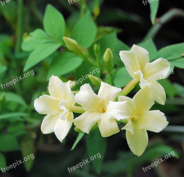 Jasmine Fragrance Flower Yellow Blossom