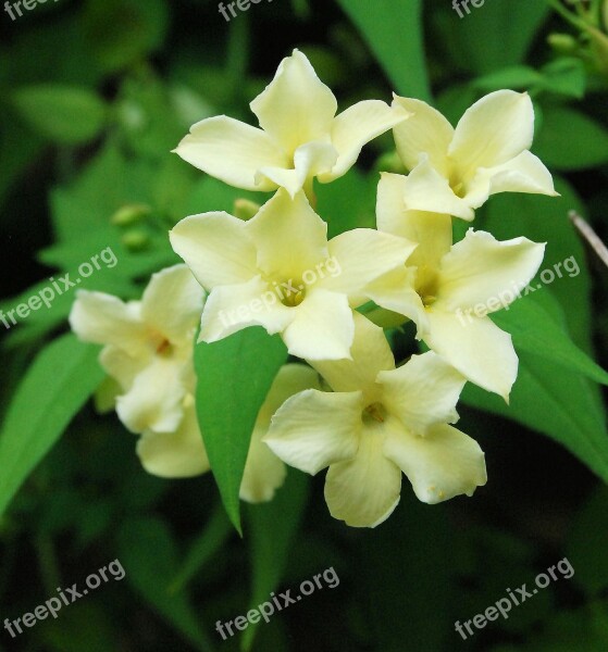 Jasmine Fragrance Flower Yellow Blossom