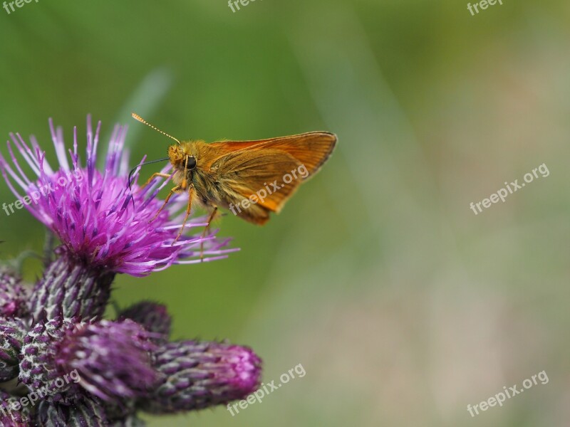 Butterfly Thistle Green Purple Plant