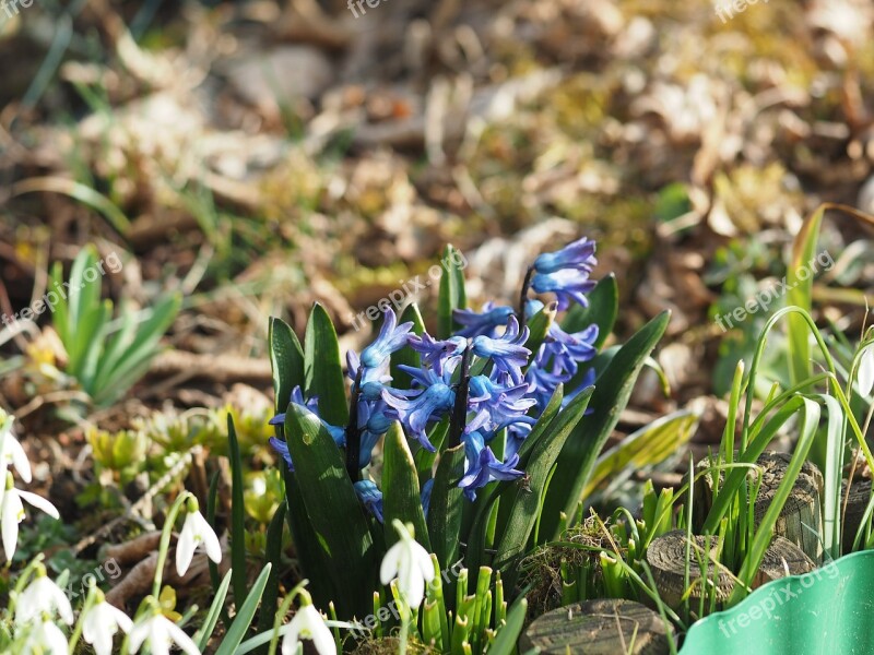 Garden Hyacinth Hyacinthus Orientalis Hyacinth Hyacinthus Asparagus Plant