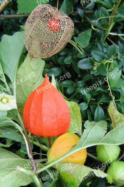 Lampionblume Physalis Alkekengi Ornamental Plant Bladder Cherry Physalis