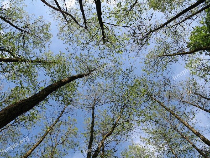 Forest Trees Canopy Free Photos