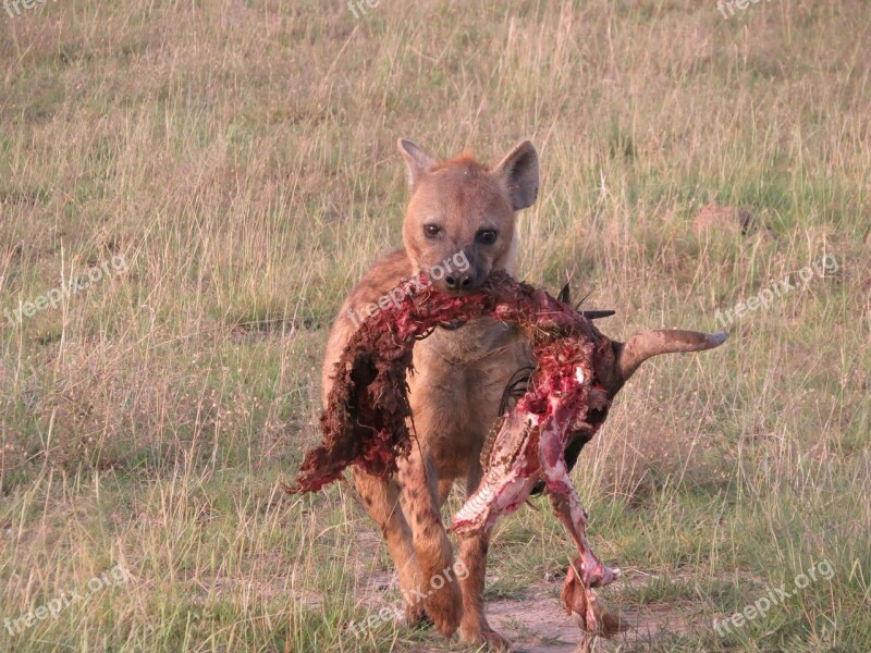 Hyena Scavenger Predator Africa Wild