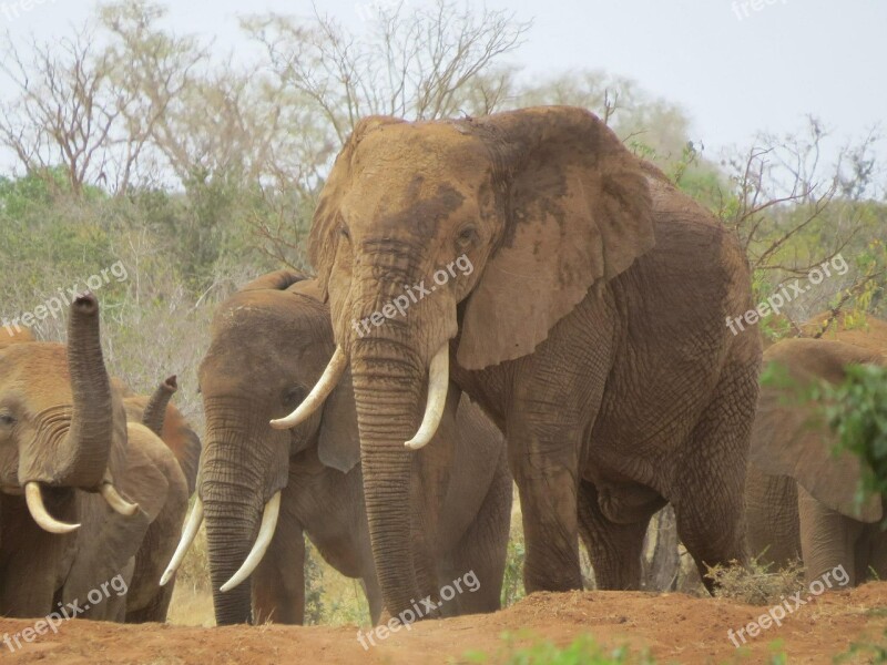 Elephants Kenya Africa Mammal Safari