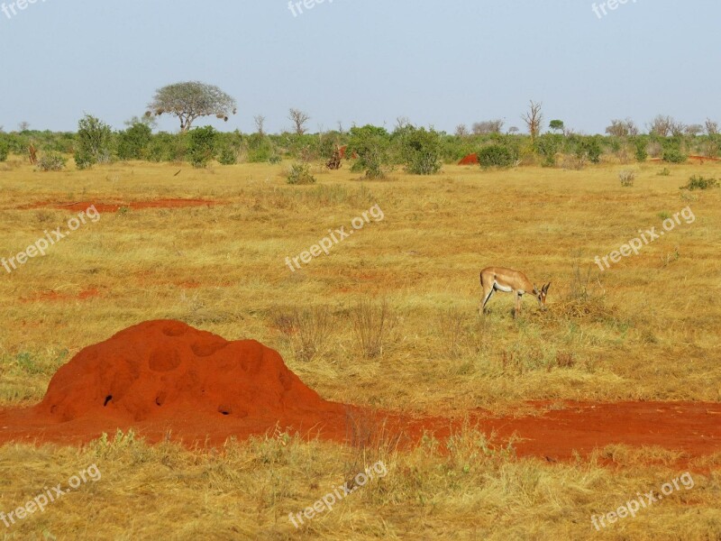 Termite Termite Hill Savanna Africa Grassland