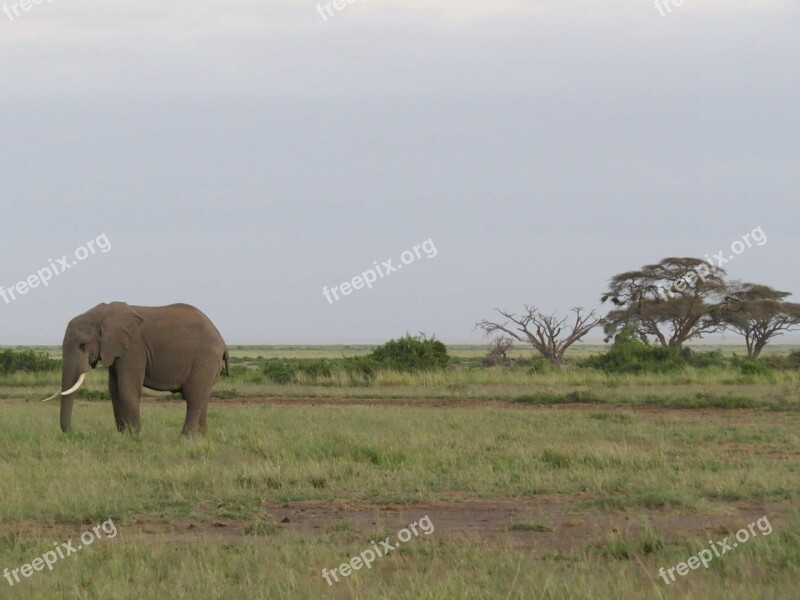 Elephant Africa Savannah Ivory Mammal