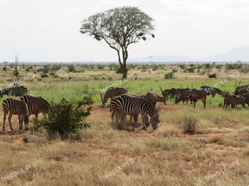 Savanna Oryx Zebra Africa Safari