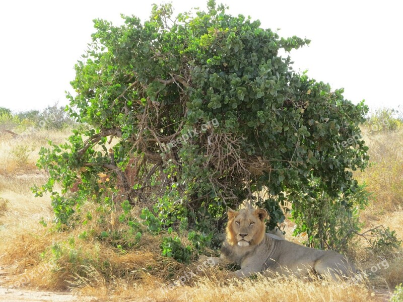 Lion Shade Africa Wildlife Animal