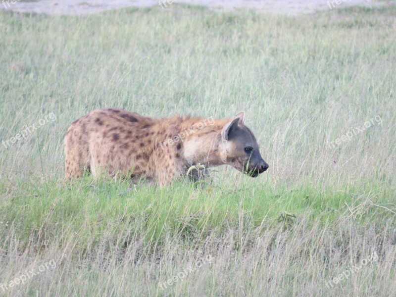 Hyena Africa Wildlife Animal Nature