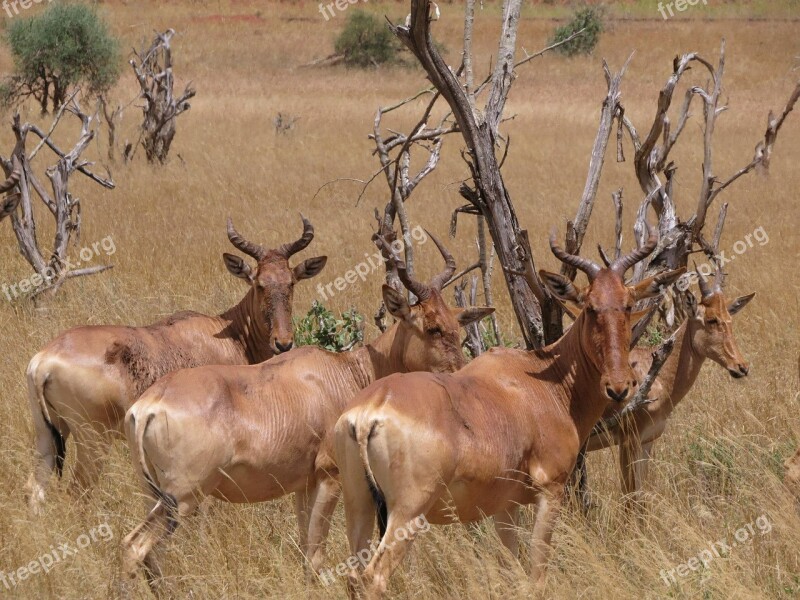 Hartebeest Savanna Africa Safari Wildlife