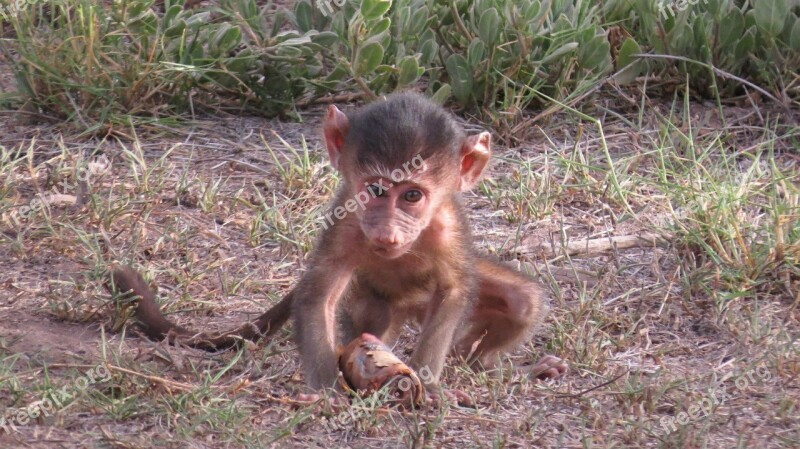 Kenya Baby Baboon Mammal Africa