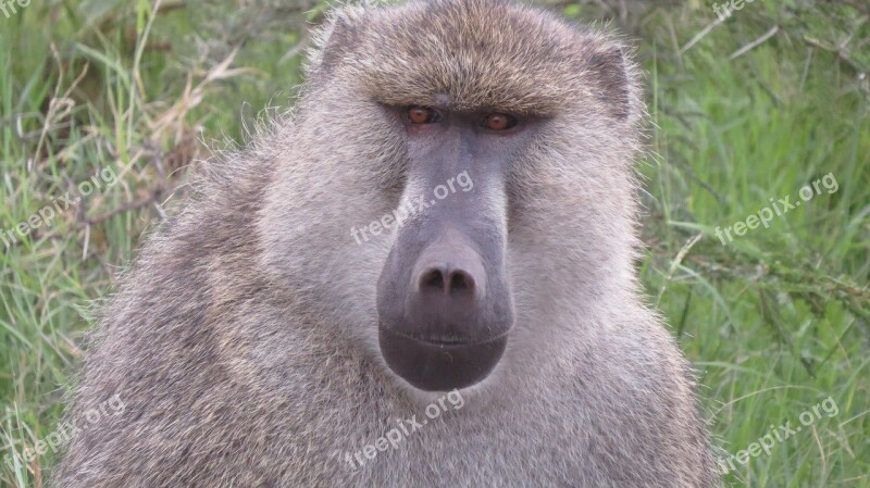 Baboon Kenya Africa Free Photos