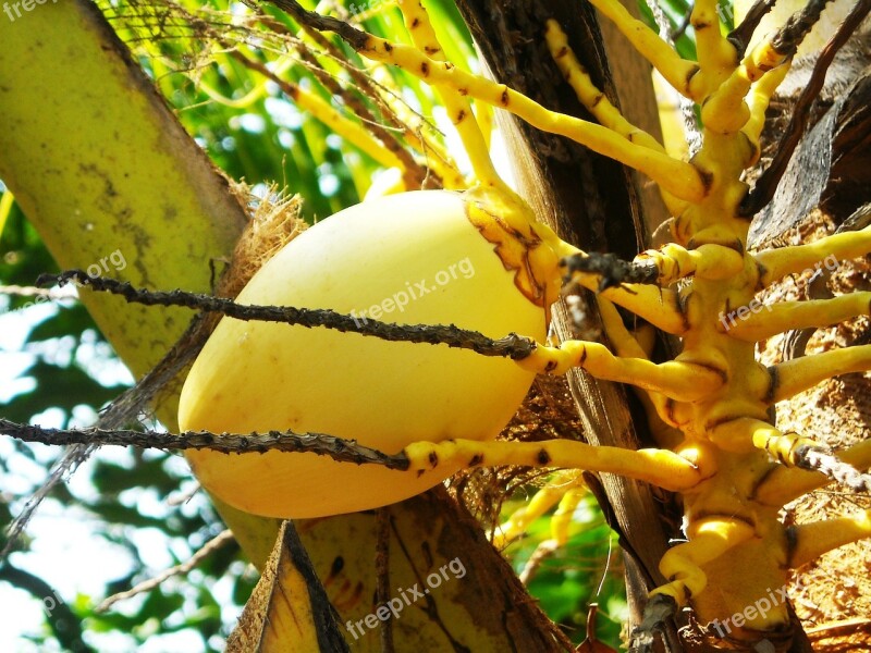 Coconut Fruit The Tree Free Photos