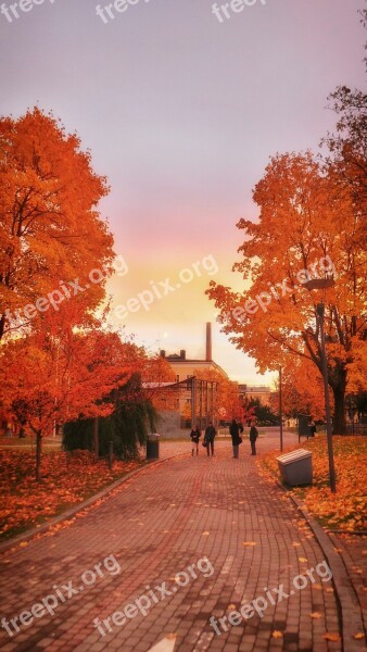 Finland Autumn Fall Foliage Colorful