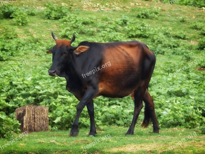 Zebu Sri Lanka Cow Cattle Female Cow