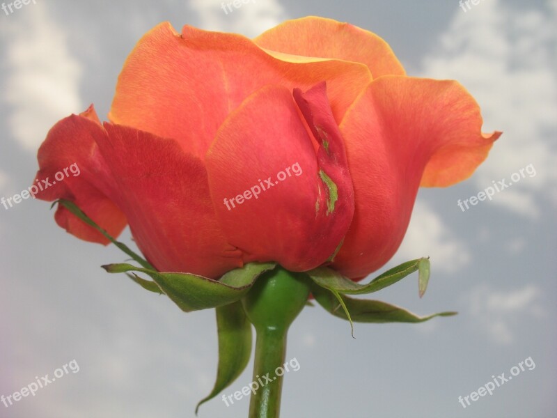 Flower Rose Contrast Nature Sky